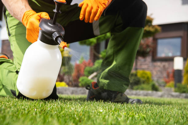 Best Insect Control  in Lewiston, CA