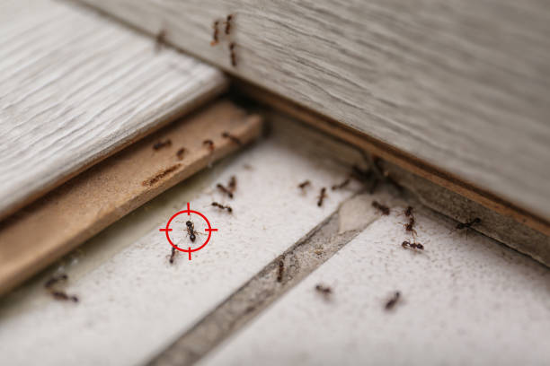 Best Flea Control Services  in Lewiston, CA