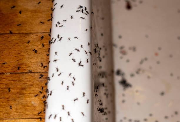 Best Residential Pest Control  in Lewiston, CA